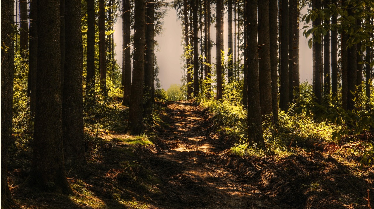 The Case for Running Trails Alone (and Knowing When Not To)